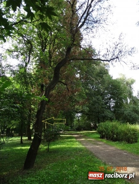 Zdjęcie w galerii na portalu naszraciborz.pl: Będą kolejne wycinki drzew w Raciborzu. Prezydent obszernie objaśnia sprawę placu Wolności  wiadomości z regionu