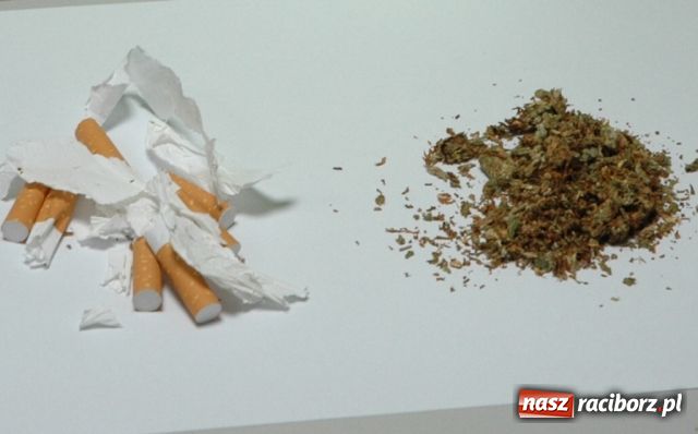 Zdjęcie w galerii na portalu naszraciborz.pl: Marihuana w markowych papierosach wiadomości z regionu