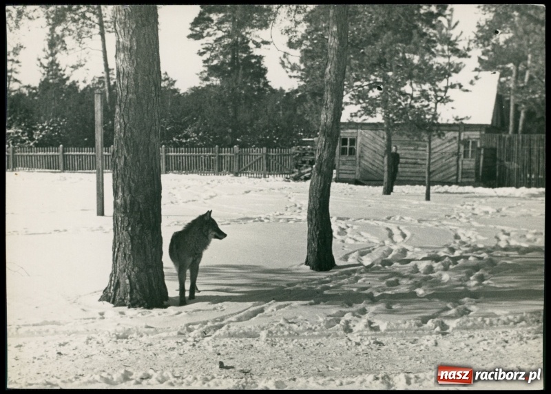 Zdjęcie w galerii na portalu naszraciborz.pl: Dwanaście talarów za waderę. Wielka rzeź wilków na Górnym Śląsku  wiadomości z regionu