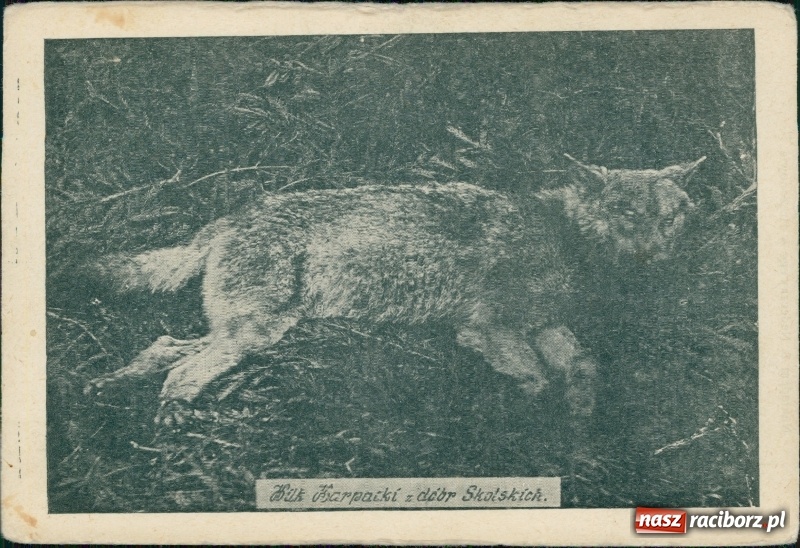 Zdjęcie w galerii na portalu naszraciborz.pl: Dwanaście talarów za waderę. Wielka rzeź wilków na Górnym Śląsku  wiadomości z regionu