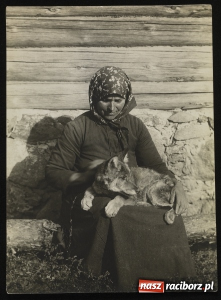 Zdjęcie w galerii na portalu naszraciborz.pl: Dwanaście talarów za waderę. Wielka rzeź wilków na Górnym Śląsku  wiadomości z regionu