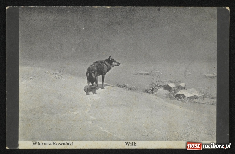 Zdjęcie w galerii na portalu naszraciborz.pl: Dwanaście talarów za waderę. Wielka rzeź wilków na Górnym Śląsku  wiadomości z regionu