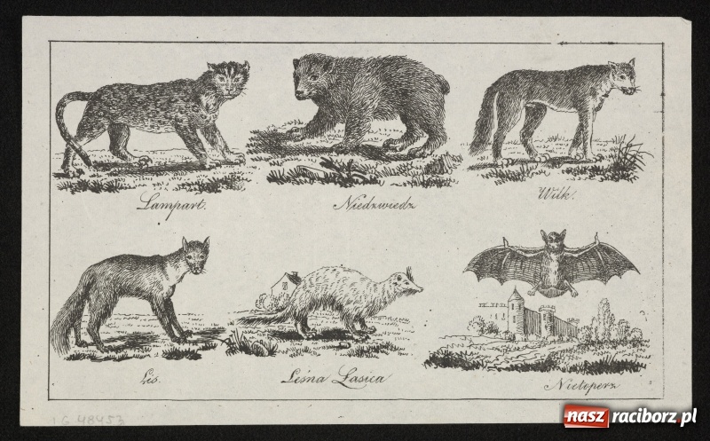 Zdjęcie w galerii na portalu naszraciborz.pl: Dwanaście talarów za waderę. Wielka rzeź wilków na Górnym Śląsku  wiadomości z regionu