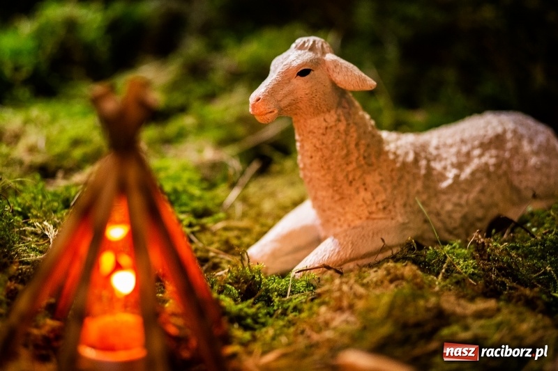 Zdjęcie w galerii na portalu naszraciborz.pl: Raciborskie stajenki AD 2018  wiadomości z regionu