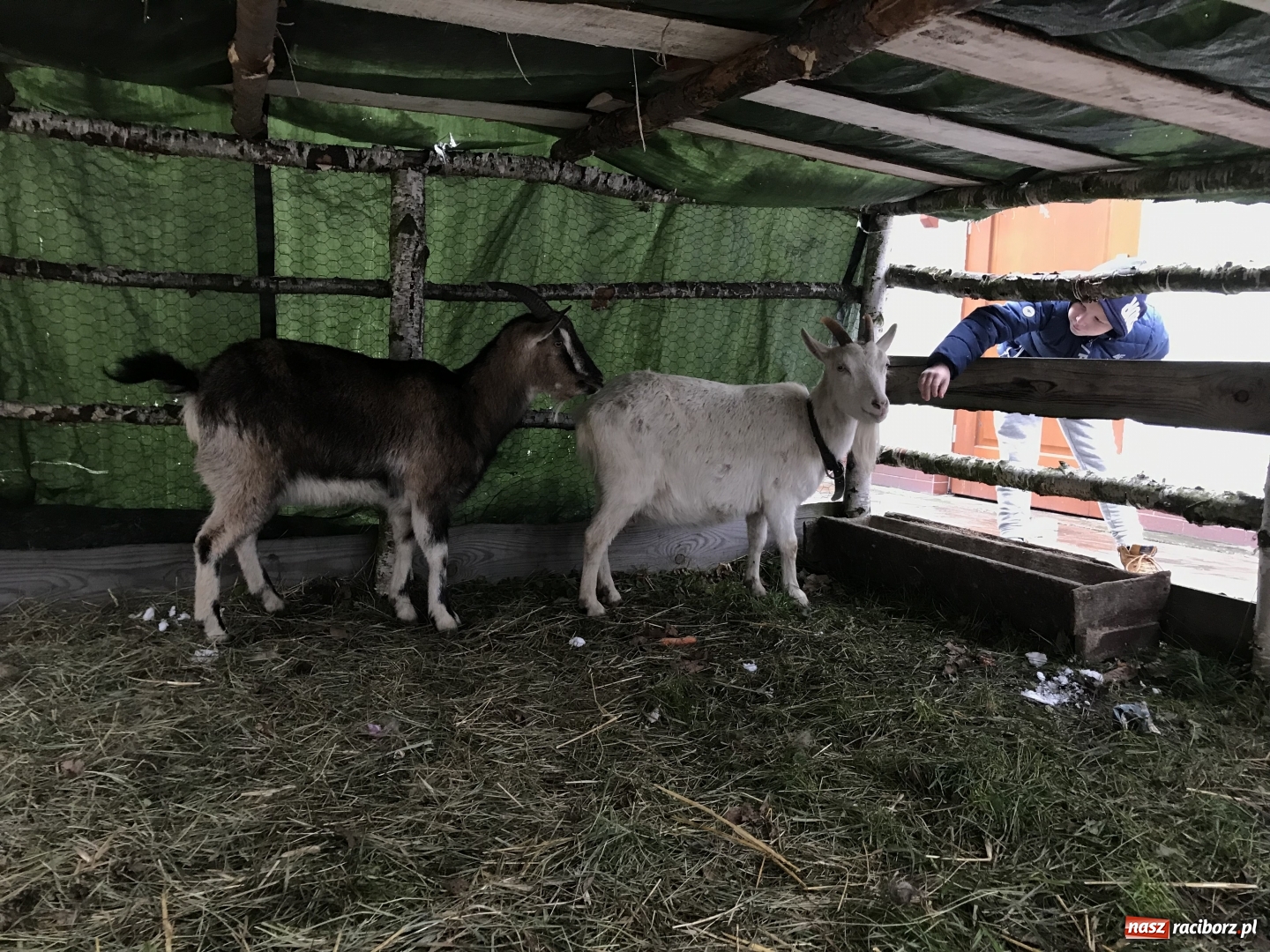 Zdjęcie w galerii na portalu naszraciborz.pl: Parafia Racibórz Brzezie zaprasza do kolędowania przy żywej stajence FOTO i WIDEO wiadomości z regionu