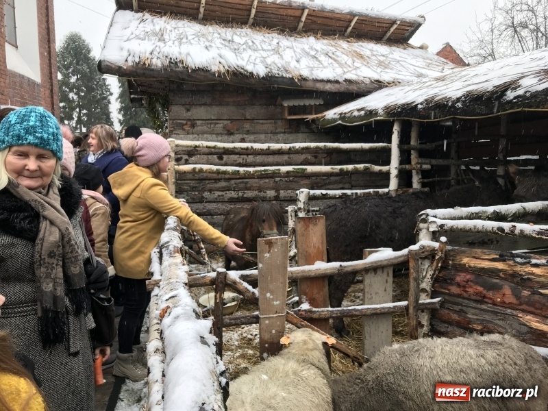 Zdjęcie w galerii na portalu naszraciborz.pl: Parafia Racibórz Brzezie zaprasza do kolędowania przy żywej stajence FOTO i WIDEO wiadomości z regionu