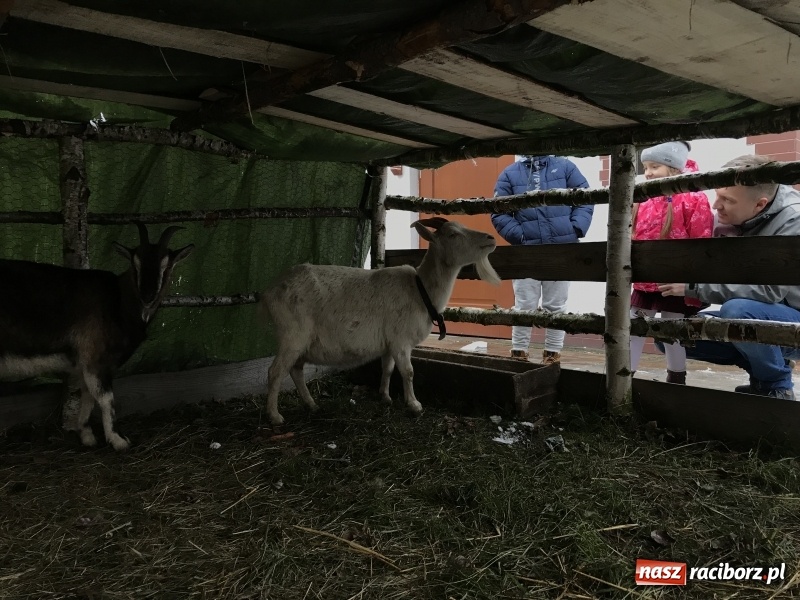 Zdjęcie w galerii na portalu naszraciborz.pl: Parafia Racibórz Brzezie zaprasza do kolędowania przy żywej stajence FOTO i WIDEO wiadomości z regionu