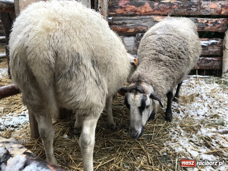 Zdjęcie w galerii na portalu naszraciborz.pl: Parafia Racibórz Brzezie zaprasza do kolędowania przy żywej stajence FOTO i WIDEO wiadomości z regionu