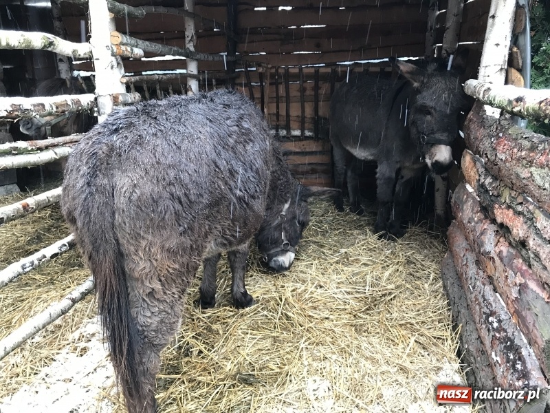 Zdjęcie w galerii na portalu naszraciborz.pl: Parafia Racibórz Brzezie zaprasza do kolędowania przy żywej stajence FOTO i WIDEO wiadomości z regionu
