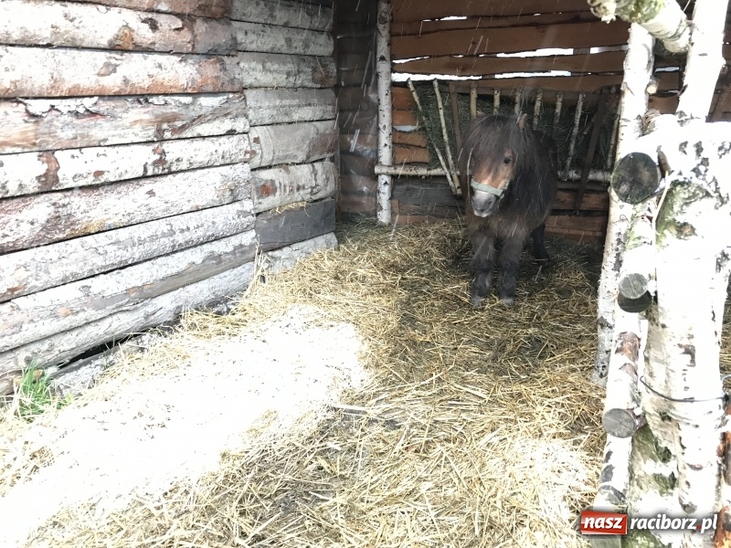 Zdjęcie w galerii na portalu naszraciborz.pl: Parafia Racibórz Brzezie zaprasza do kolędowania przy żywej stajence FOTO i WIDEO wiadomości z regionu