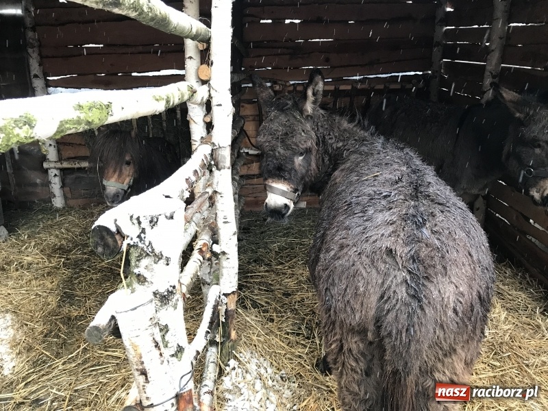 Zdjęcie w galerii na portalu naszraciborz.pl: Parafia Racibórz Brzezie zaprasza do kolędowania przy żywej stajence FOTO i WIDEO wiadomości z regionu