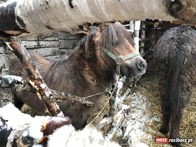 Zdjęcie w galerii na portalu naszraciborz.pl: Parafia Racibórz Brzezie zaprasza do kolędowania przy żywej stajence FOTO i WIDEO wiadomości z regionu