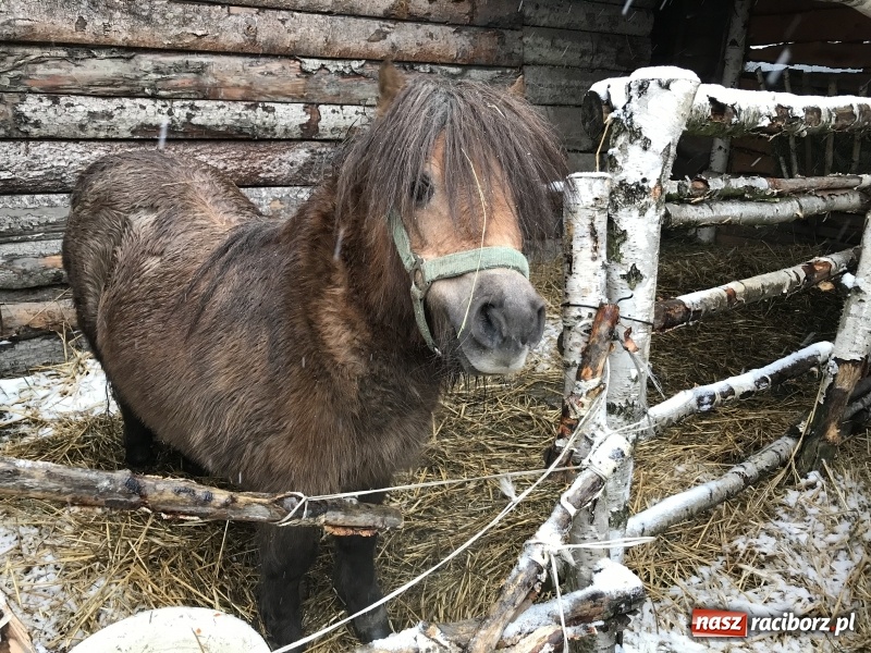 Zdjęcie w galerii na portalu naszraciborz.pl: Parafia Racibórz Brzezie zaprasza do kolędowania przy żywej stajence FOTO i WIDEO wiadomości z regionu