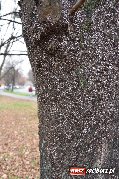 Zdjęcie w galerii na portalu naszraciborz.pl: Pluskwiaki z południa obsiadły raciborskie lipy. Bez mroźnej zimy będą z nim kłopoty  wiadomości z regionu