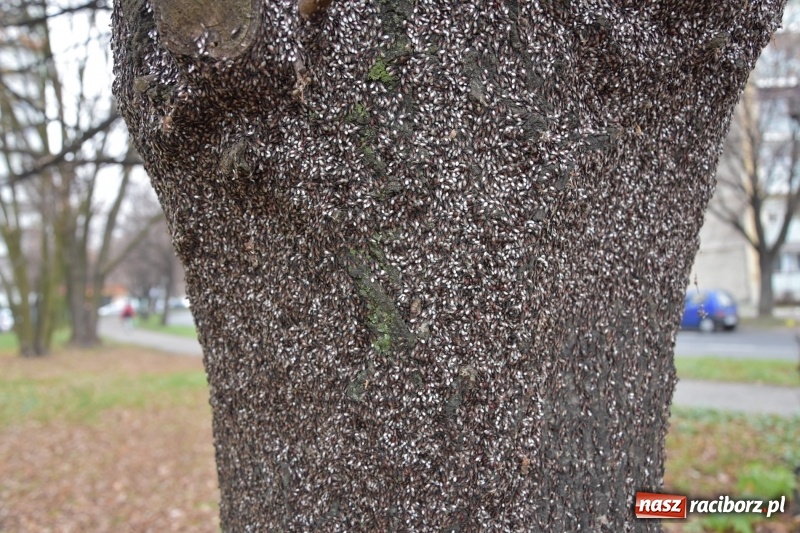 Zdjęcie w galerii na portalu naszraciborz.pl: Pluskwiaki z południa obsiadły raciborskie lipy. Bez mroźnej zimy będą z nim kłopoty  wiadomości z regionu