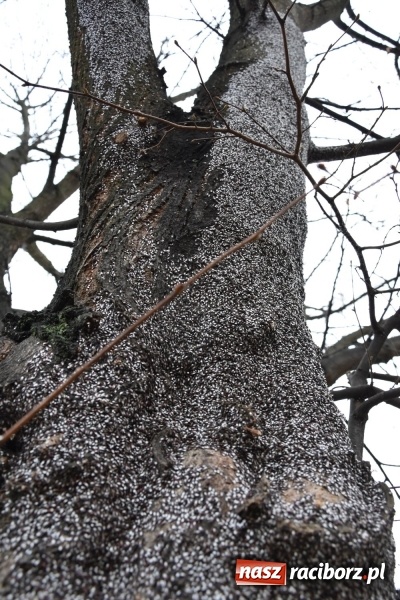 Zdjęcie w galerii na portalu naszraciborz.pl: Pluskwiaki z południa obsiadły raciborskie lipy. Bez mroźnej zimy będą z nim kłopoty  wiadomości z regionu