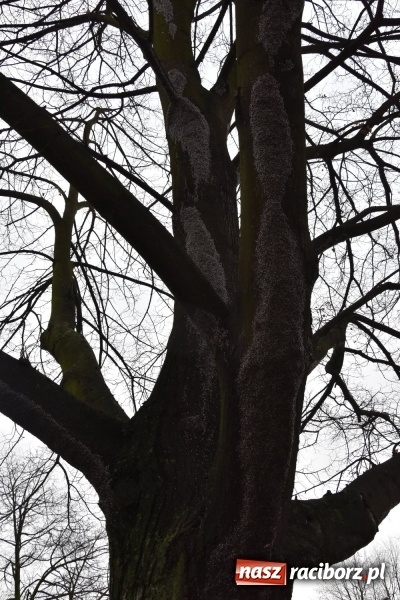 Zdjęcie w galerii na portalu naszraciborz.pl: Pluskwiaki z południa obsiadły raciborskie lipy. Bez mroźnej zimy będą z nim kłopoty  wiadomości z regionu