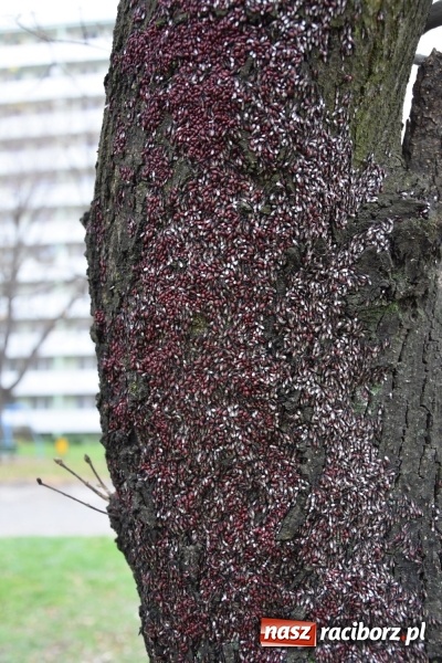 Zdjęcie w galerii na portalu naszraciborz.pl: Pluskwiaki z południa obsiadły raciborskie lipy. Bez mroźnej zimy będą z nim kłopoty  wiadomości z regionu
