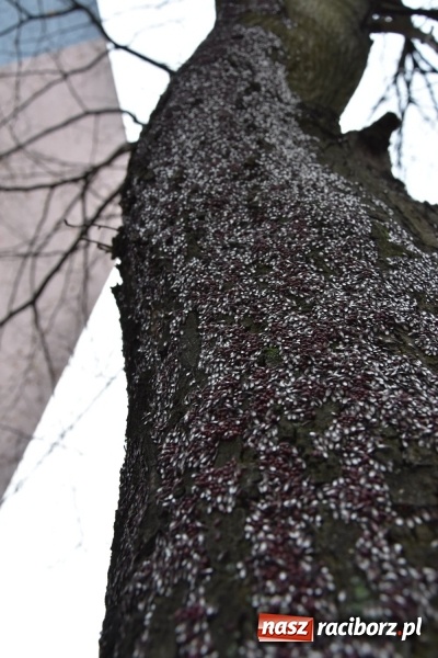 Zdjęcie w galerii na portalu naszraciborz.pl: Pluskwiaki z południa obsiadły raciborskie lipy. Bez mroźnej zimy będą z nim kłopoty  wiadomości z regionu