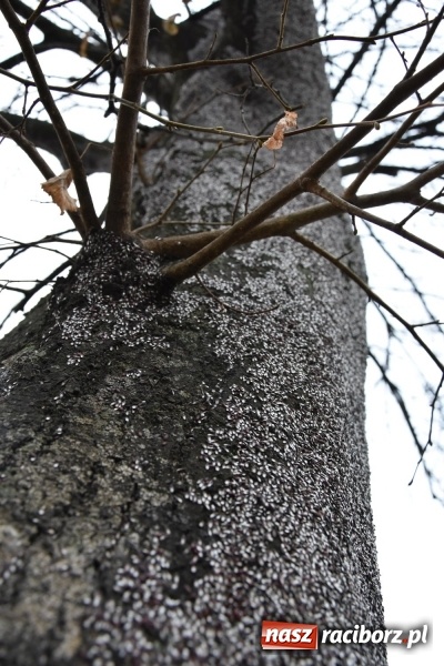 Zdjęcie w galerii na portalu naszraciborz.pl: Pluskwiaki z południa obsiadły raciborskie lipy. Bez mroźnej zimy będą z nim kłopoty  wiadomości z regionu