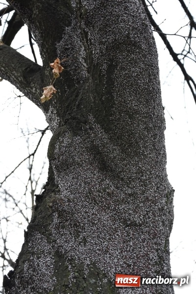 Zdjęcie w galerii na portalu naszraciborz.pl: Pluskwiaki z południa obsiadły raciborskie lipy. Bez mroźnej zimy będą z nim kłopoty  wiadomości z regionu