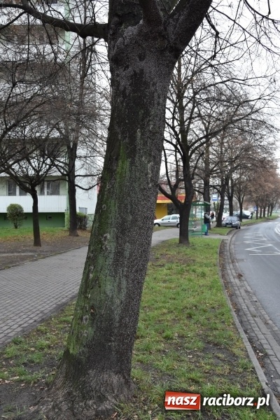 Zdjęcie w galerii na portalu naszraciborz.pl: Pluskwiaki z południa obsiadły raciborskie lipy. Bez mroźnej zimy będą z nim kłopoty  wiadomości z regionu
