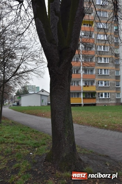 Zdjęcie w galerii na portalu naszraciborz.pl: Pluskwiaki z południa obsiadły raciborskie lipy. Bez mroźnej zimy będą z nim kłopoty  wiadomości z regionu