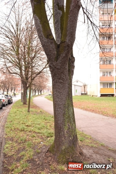Zdjęcie w galerii na portalu naszraciborz.pl: Pluskwiaki z południa obsiadły raciborskie lipy. Bez mroźnej zimy będą z nim kłopoty  wiadomości z regionu