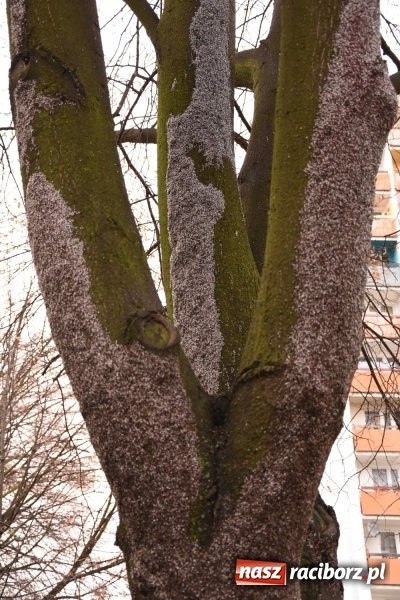 Zdjęcie w galerii na portalu naszraciborz.pl: Pluskwiaki z południa obsiadły raciborskie lipy. Bez mroźnej zimy będą z nim kłopoty  wiadomości z regionu