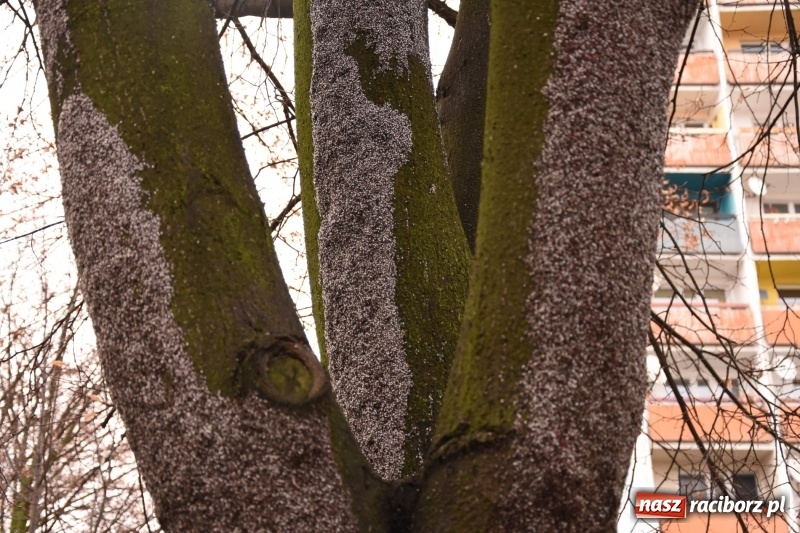 Zdjęcie w galerii na portalu naszraciborz.pl: Pluskwiaki z południa obsiadły raciborskie lipy. Bez mroźnej zimy będą z nim kłopoty  wiadomości z regionu