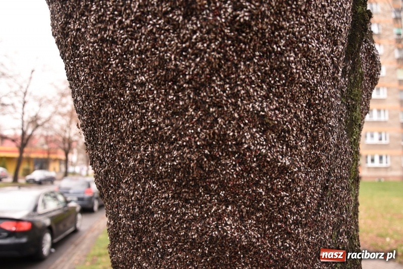 Zdjęcie w galerii na portalu naszraciborz.pl: Pluskwiaki z południa obsiadły raciborskie lipy. Bez mroźnej zimy będą z nim kłopoty  wiadomości z regionu