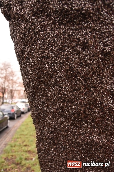 Zdjęcie w galerii na portalu naszraciborz.pl: Pluskwiaki z południa obsiadły raciborskie lipy. Bez mroźnej zimy będą z nim kłopoty  wiadomości z regionu