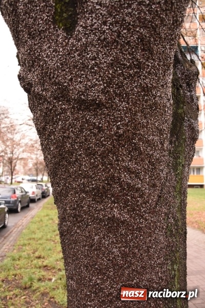 Zdjęcie w galerii na portalu naszraciborz.pl: Pluskwiaki z południa obsiadły raciborskie lipy. Bez mroźnej zimy będą z nim kłopoty  wiadomości z regionu