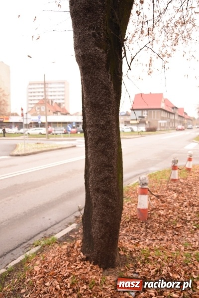 Zdjęcie w galerii na portalu naszraciborz.pl: Pluskwiaki z południa obsiadły raciborskie lipy. Bez mroźnej zimy będą z nim kłopoty  wiadomości z regionu