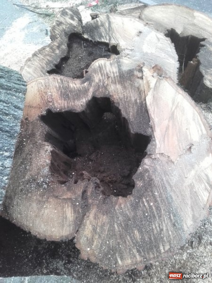 Zdjęcie w galerii na portalu naszraciborz.pl: Drzewa wycięte na Placu Wolności były spróchniałe od środka wiadomości z regionu