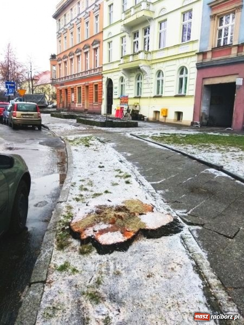 Zdjęcie w galerii na portalu naszraciborz.pl: Drzewa wycięte na Placu Wolności były spróchniałe od środka wiadomości z regionu