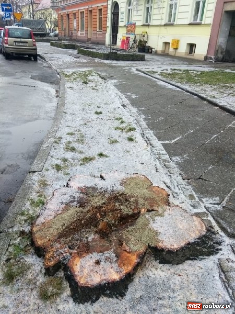 Zdjęcie w galerii na portalu naszraciborz.pl: Drzewa wycięte na Placu Wolności były spróchniałe od środka wiadomości z regionu