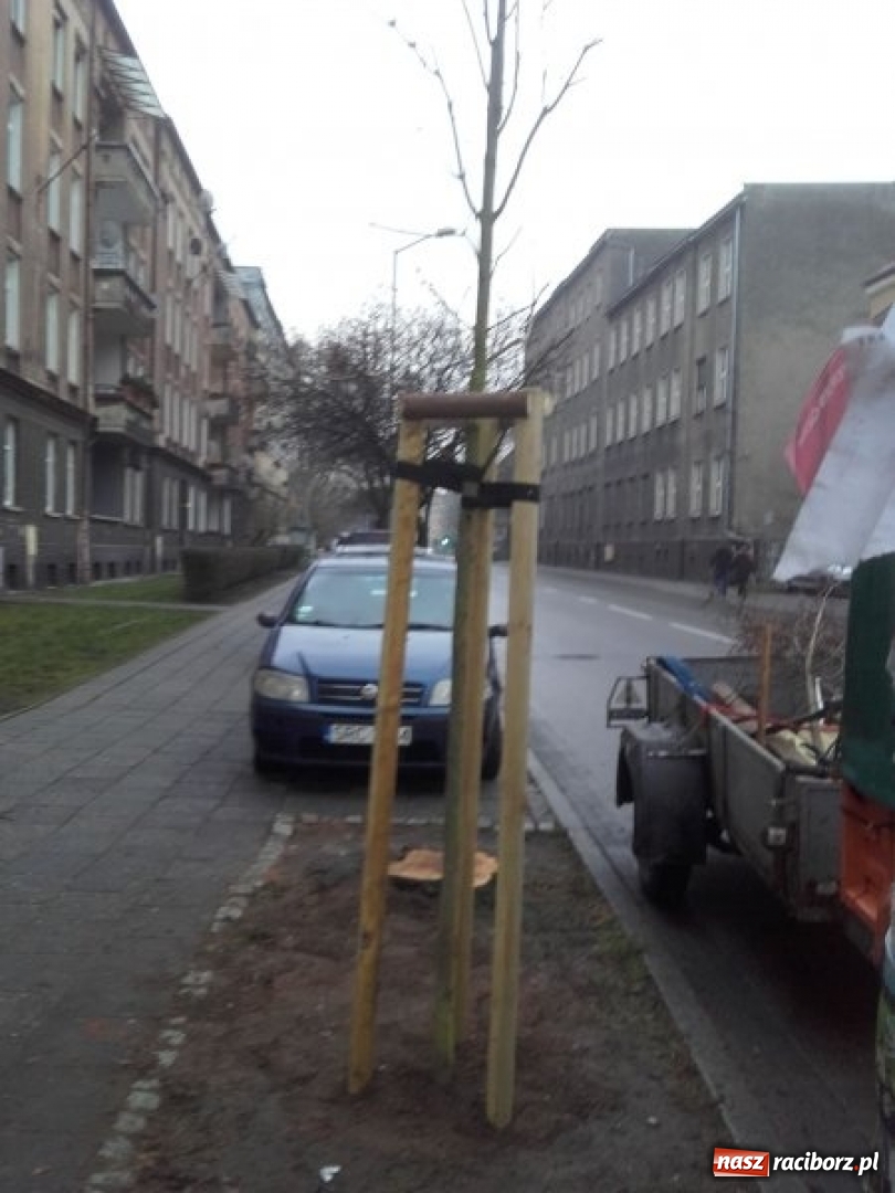 Zdjęcie w galerii na portalu naszraciborz.pl: Drzewa wycięte na Placu Wolności były spróchniałe od środka wiadomości z regionu