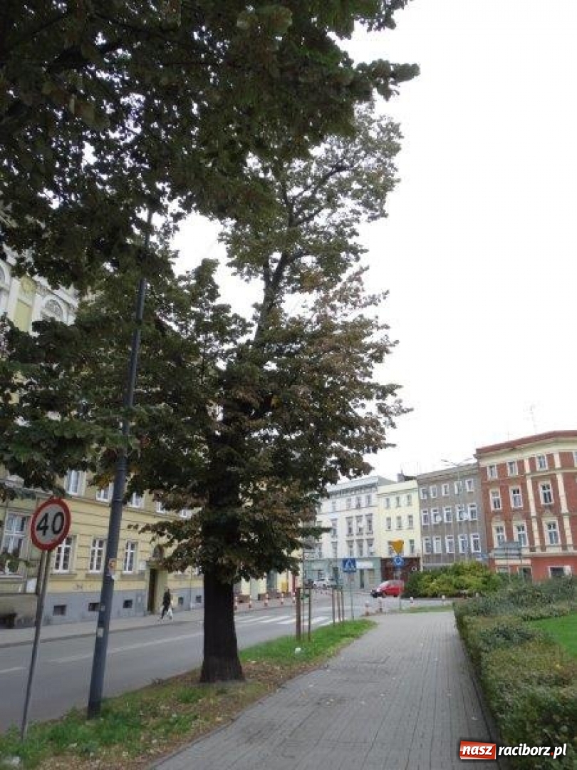 Zdjęcie w galerii na portalu naszraciborz.pl: Drzewa wycięte na Placu Wolności były spróchniałe od środka wiadomości z regionu
