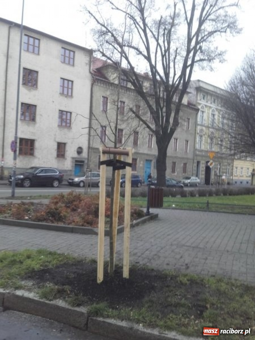 Zdjęcie w galerii na portalu naszraciborz.pl: Drzewa wycięte na Placu Wolności były spróchniałe od środka wiadomości z regionu
