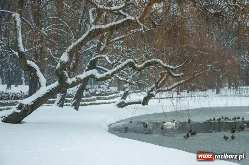 Zdjęcie w galerii na portalu naszraciborz.pl: Służby zapowiadają pierwsze tej zimy opady śniegu. Miasto przygotowane do akcji Zima wiadomości z regionu