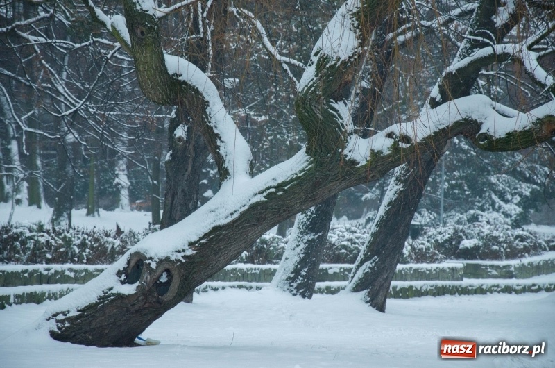 Zdjęcie w galerii na portalu naszraciborz.pl: Służby zapowiadają pierwsze tej zimy opady śniegu. Miasto przygotowane do akcji Zima wiadomości z regionu