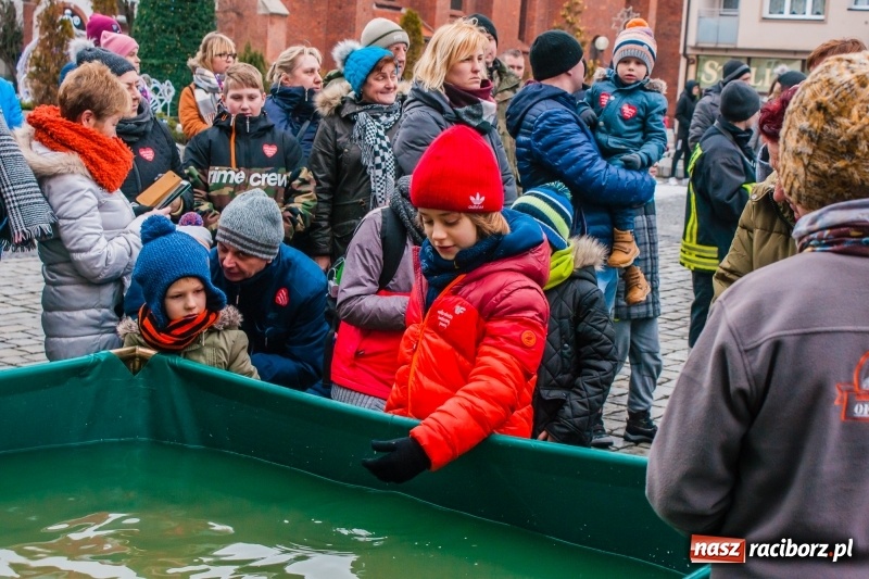 Zdjęcie w galerii na portalu naszraciborz.pl: Wielka Orkiestra Świątecznej Pomocy rozgrzewała na Rynku  wiadomości z regionu