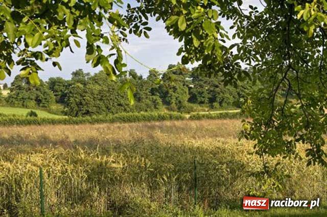 Zdjęcie w galerii na portalu naszraciborz.pl: Gmina w obiektywie wiadomości z regionu