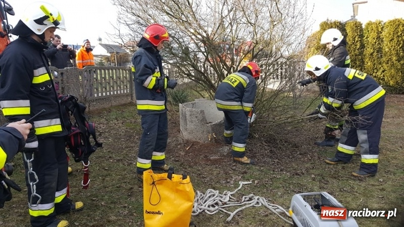 Zdjęcie w galerii na portalu naszraciborz.pl: Strażacy uratowali kota, który wpadł do studni. FOTO i WIDEO z akcji wiadomości z regionu