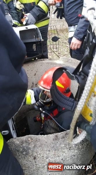 Zdjęcie w galerii na portalu naszraciborz.pl: Strażacy uratowali kota, który wpadł do studni. FOTO i WIDEO z akcji wiadomości z regionu