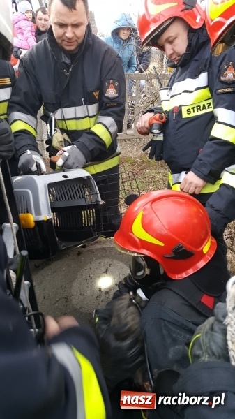 Zdjęcie w galerii na portalu naszraciborz.pl: Strażacy uratowali kota, który wpadł do studni. FOTO i WIDEO z akcji wiadomości z regionu