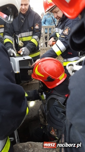 Zdjęcie w galerii na portalu naszraciborz.pl: Strażacy uratowali kota, który wpadł do studni. FOTO i WIDEO z akcji wiadomości z regionu