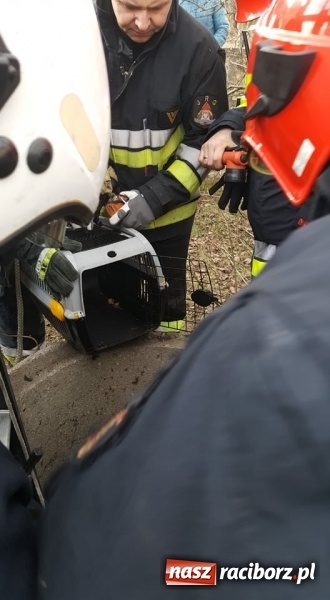 Zdjęcie w galerii na portalu naszraciborz.pl: Strażacy uratowali kota, który wpadł do studni. FOTO i WIDEO z akcji wiadomości z regionu