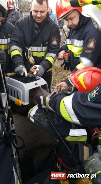 Zdjęcie w galerii na portalu naszraciborz.pl: Strażacy uratowali kota, który wpadł do studni. FOTO i WIDEO z akcji wiadomości z regionu